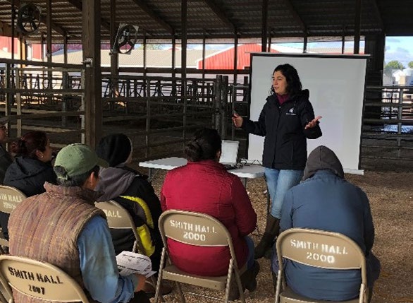 MSU Extension Educator instructing dairy farm employees