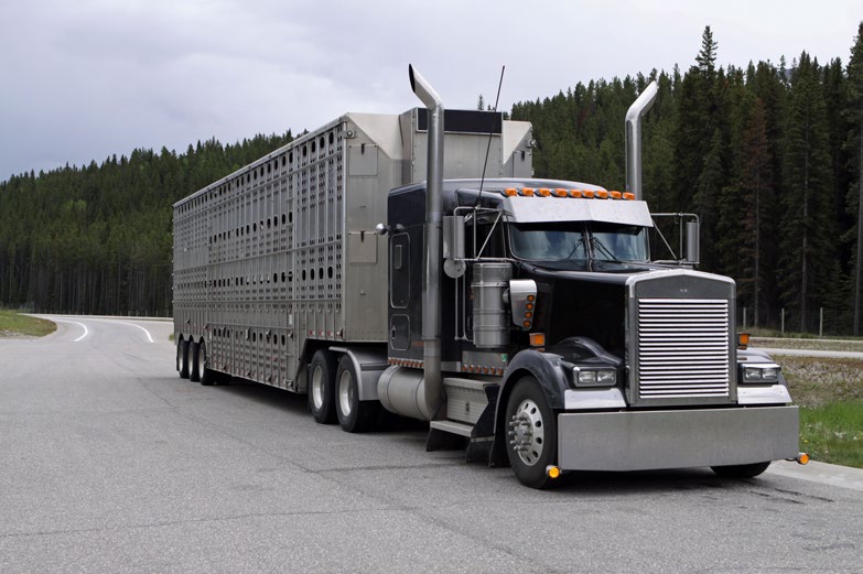 Livestock hauling truck.