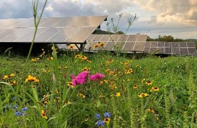 Pollinator habitats are popular options for land dedicated to solar development.