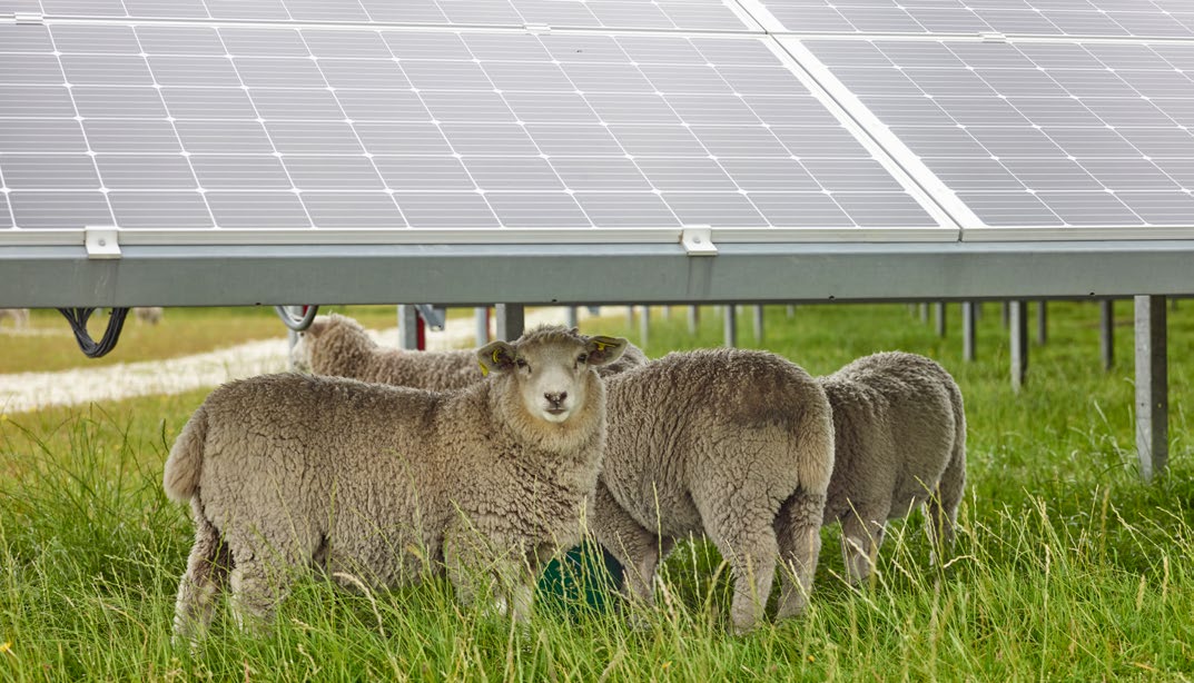 Sheep grazing under a solar array.