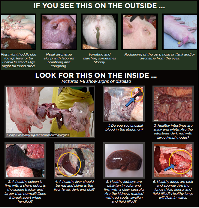 Images of what to look for when trying to detect ASF