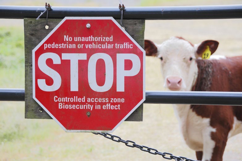 A cow looking through a gate.