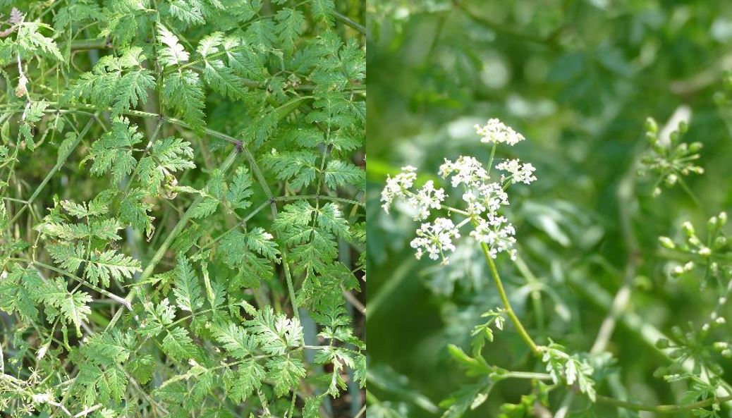 Poison Hemlock Identification And Control Agriculture