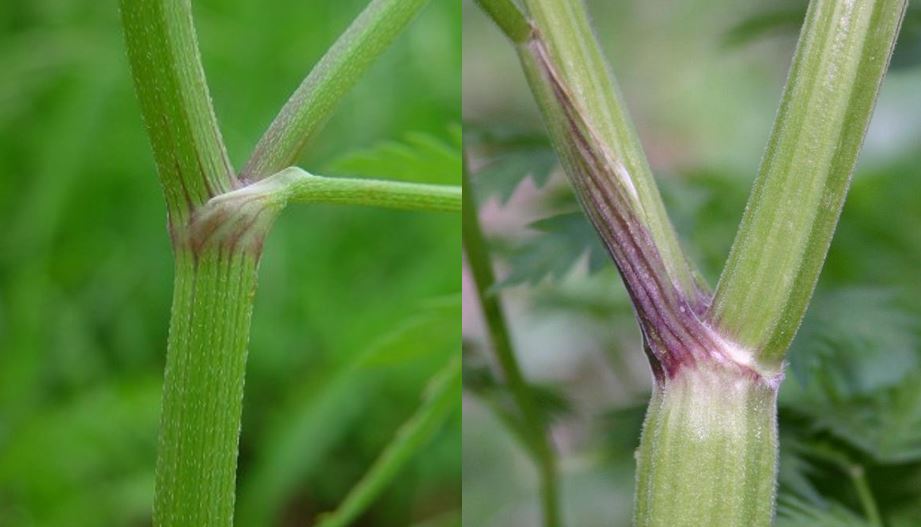 Stem of hedge parsley (left) and wild chervil 
