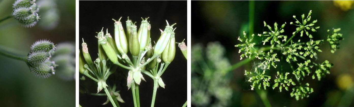 Poison Hemlock Identification And Control Agriculture