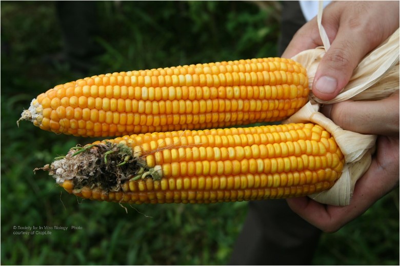 Bt corn vs conventional corn