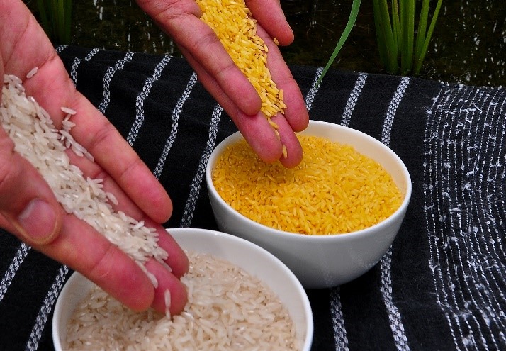 Golden rice