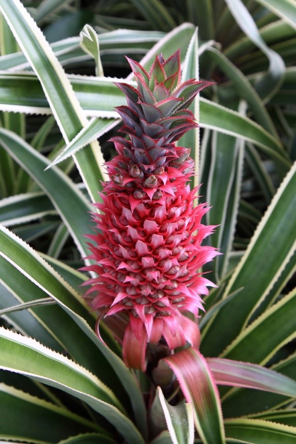 Pink pineapple