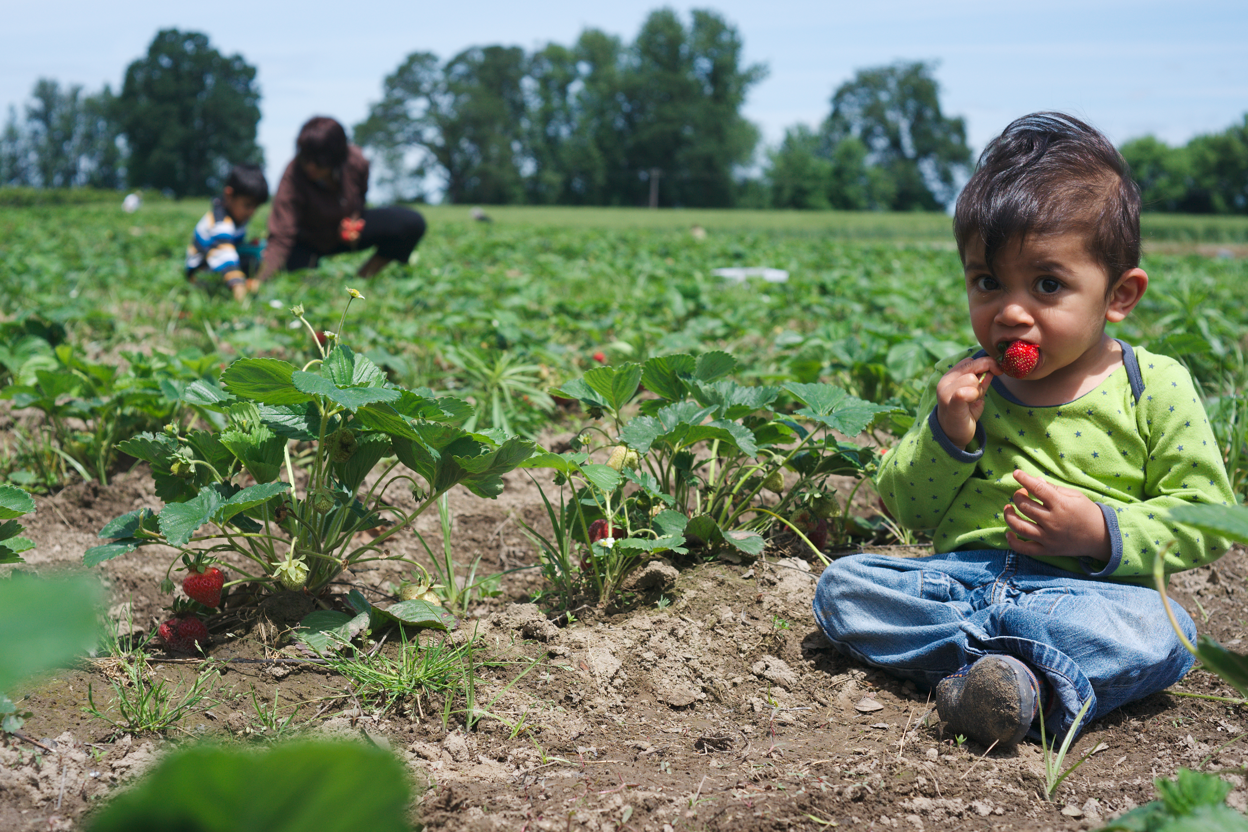 Boy eating a strawberry in a u-pick field