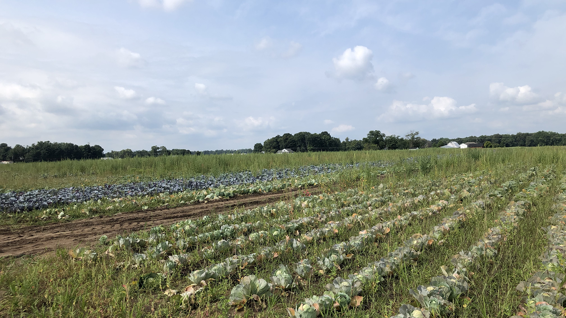 Field of cabbage