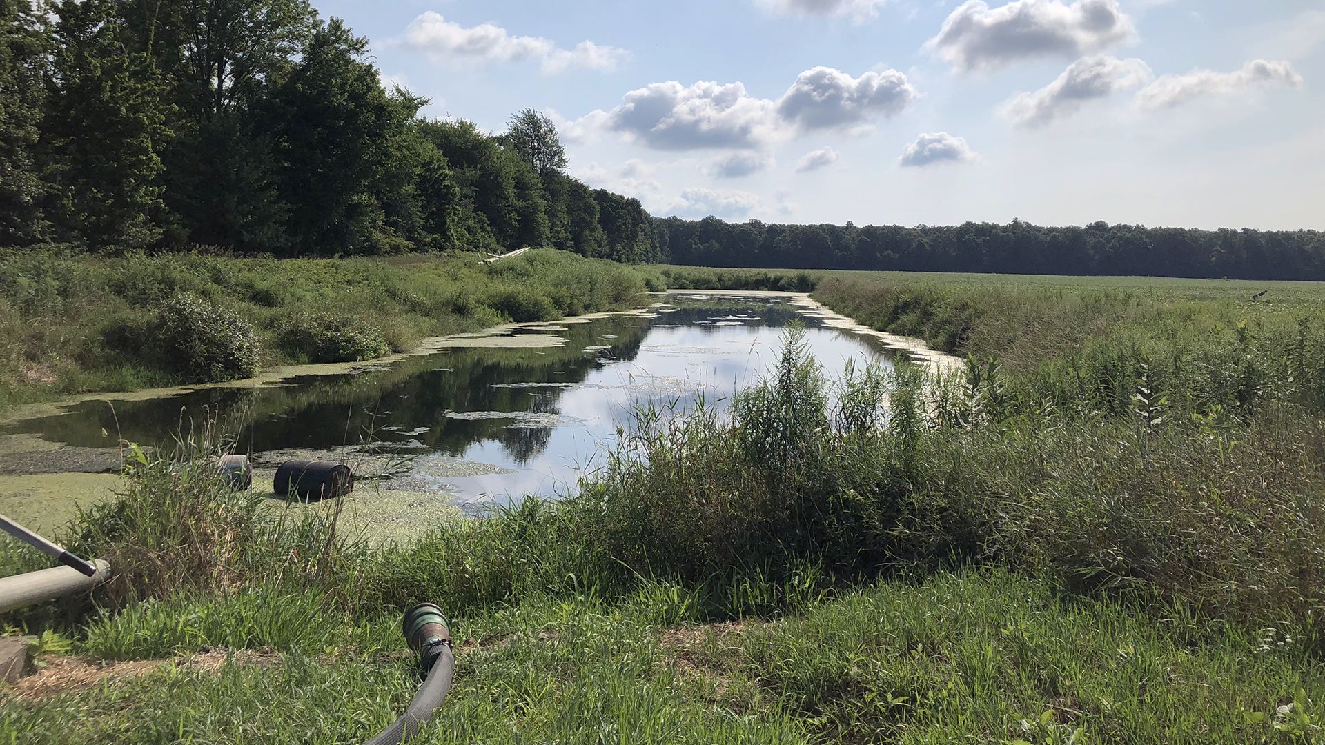 Pond