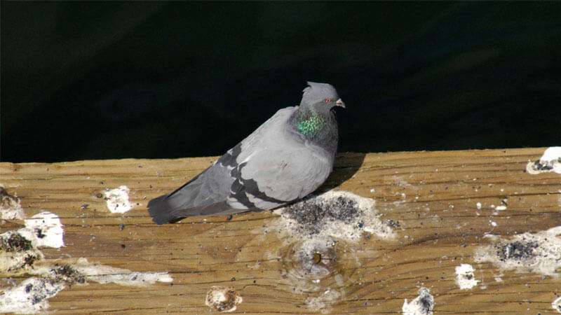 Bird surrounded by bird poop