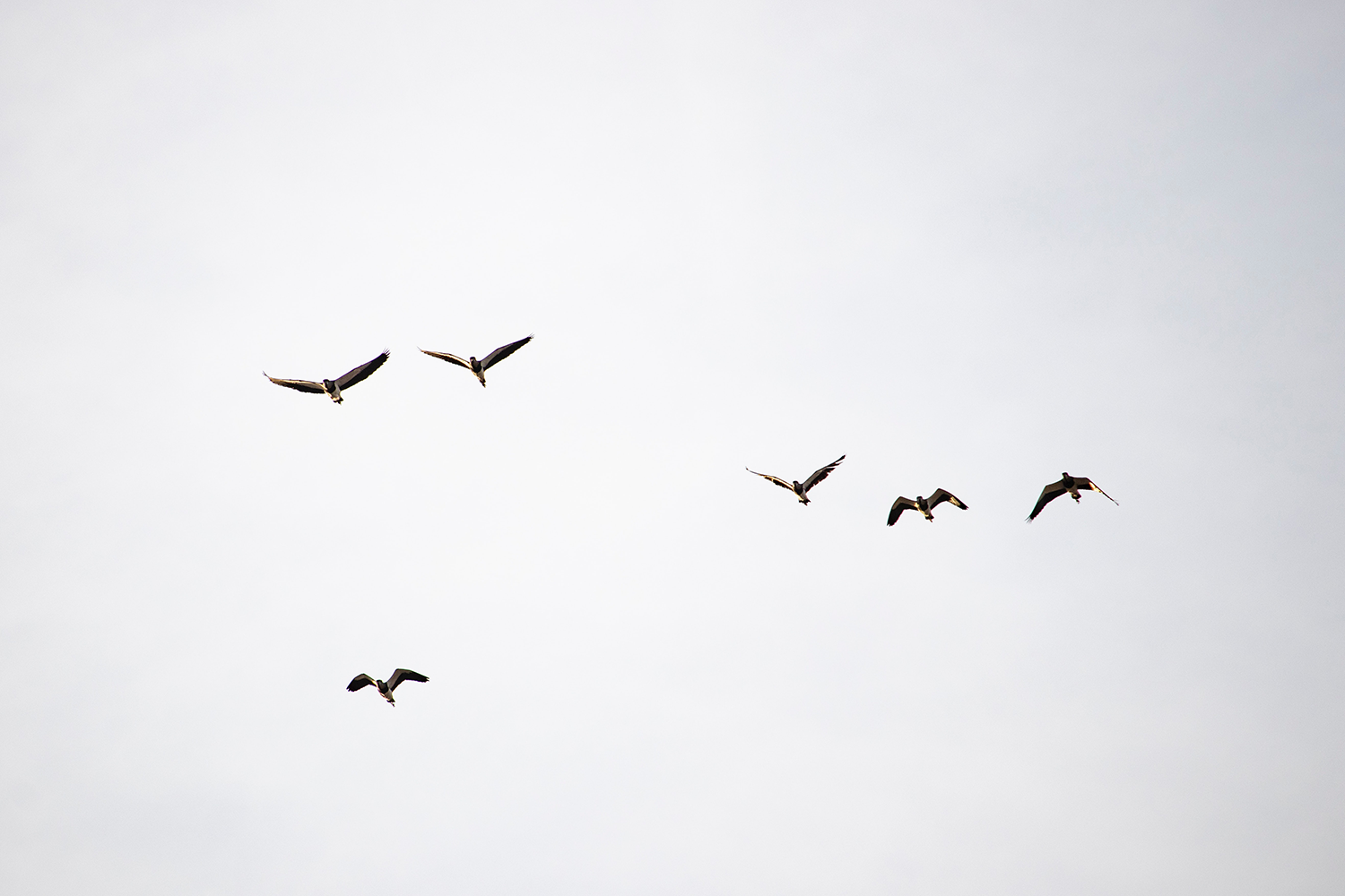 Birds flying