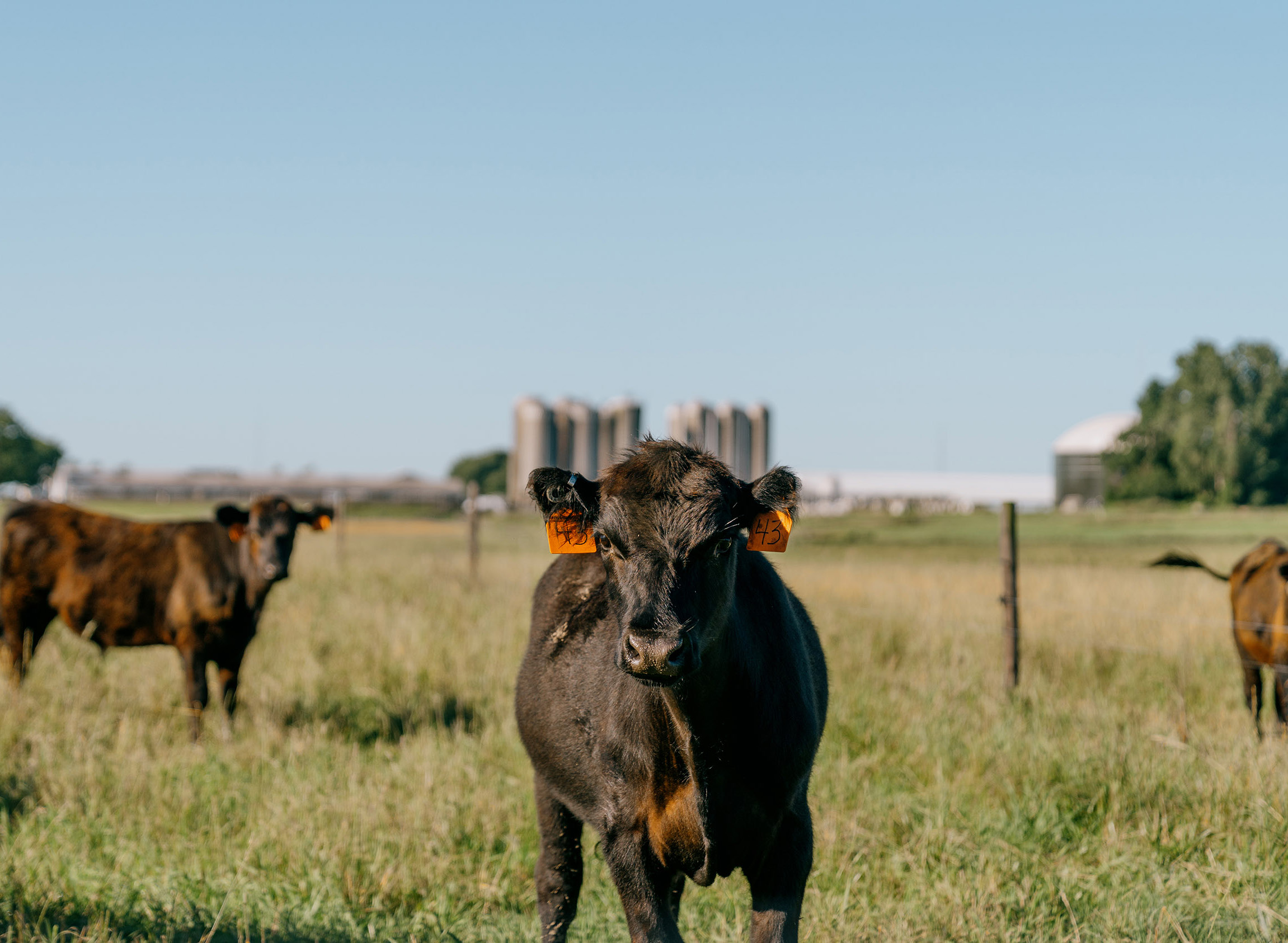 A field with cows in it