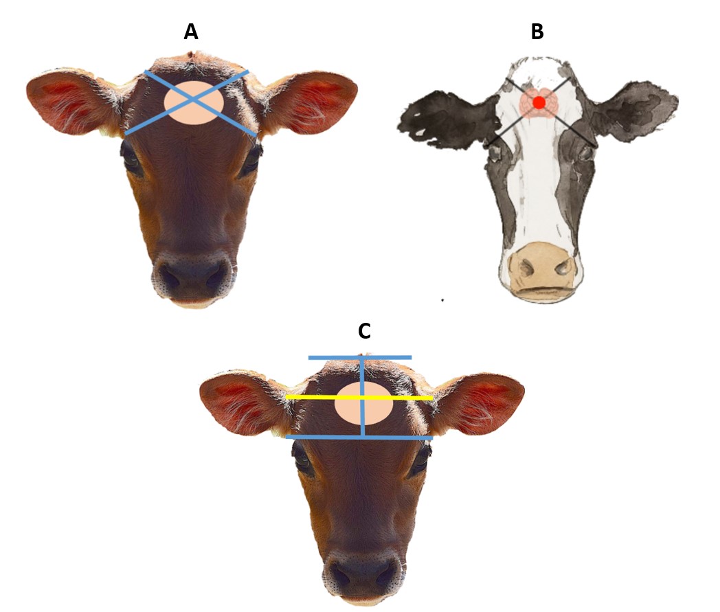 humane location of brain cow