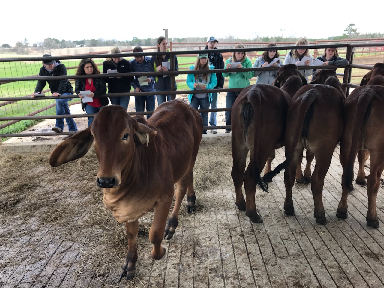 Livestock Judging Team