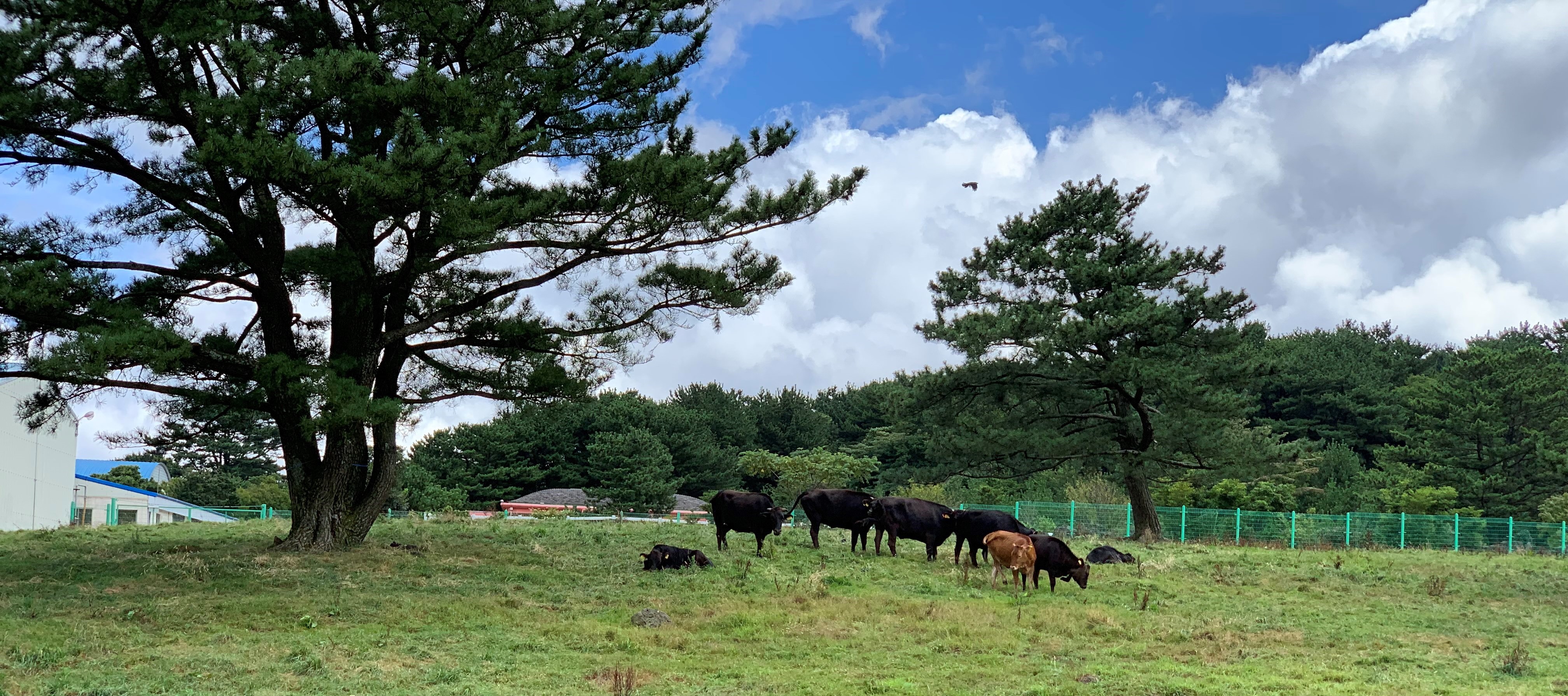 Cattle grazing in a field