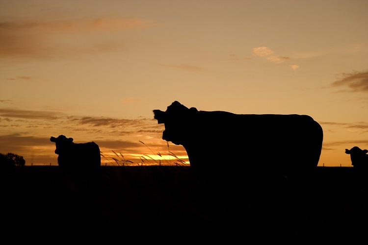 cattle at sunset