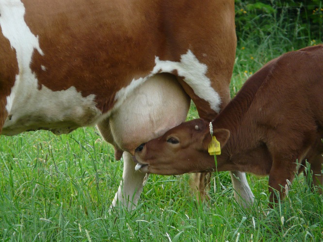 cow and calf feeding