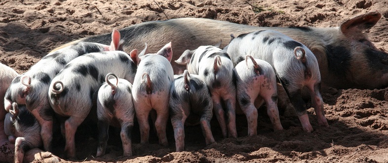 piglets