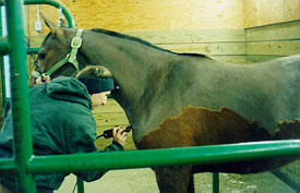 horse and student