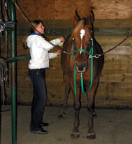 horse and student