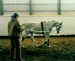 horse and person