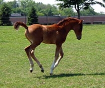 foal