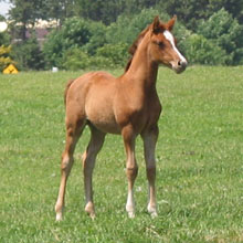 foal