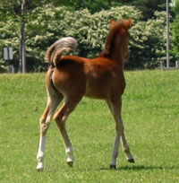 foal