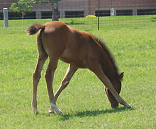 foal