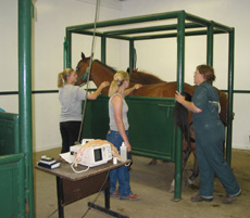 students and horse