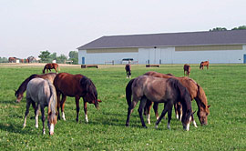 horses and barn