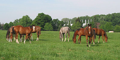 horses