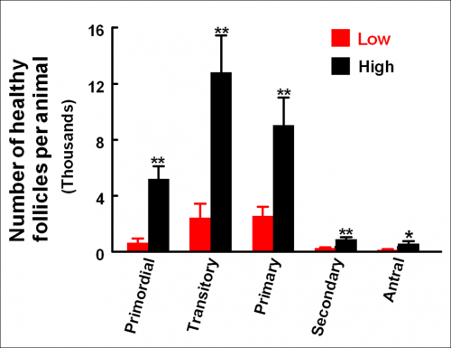 chart of number of healthy follicles per animal