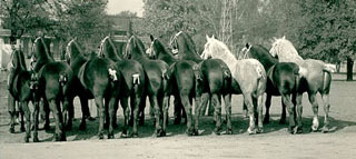 horses, black and white photo