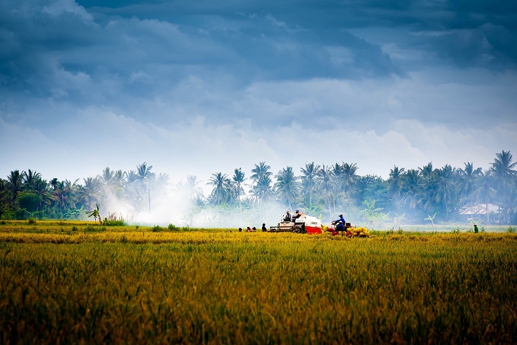 Vietnam farm