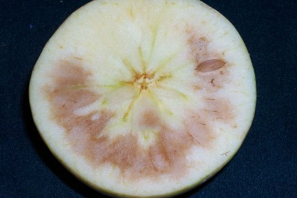 Comprehensive Honeycrisp harvest and storage recommendations - Apples