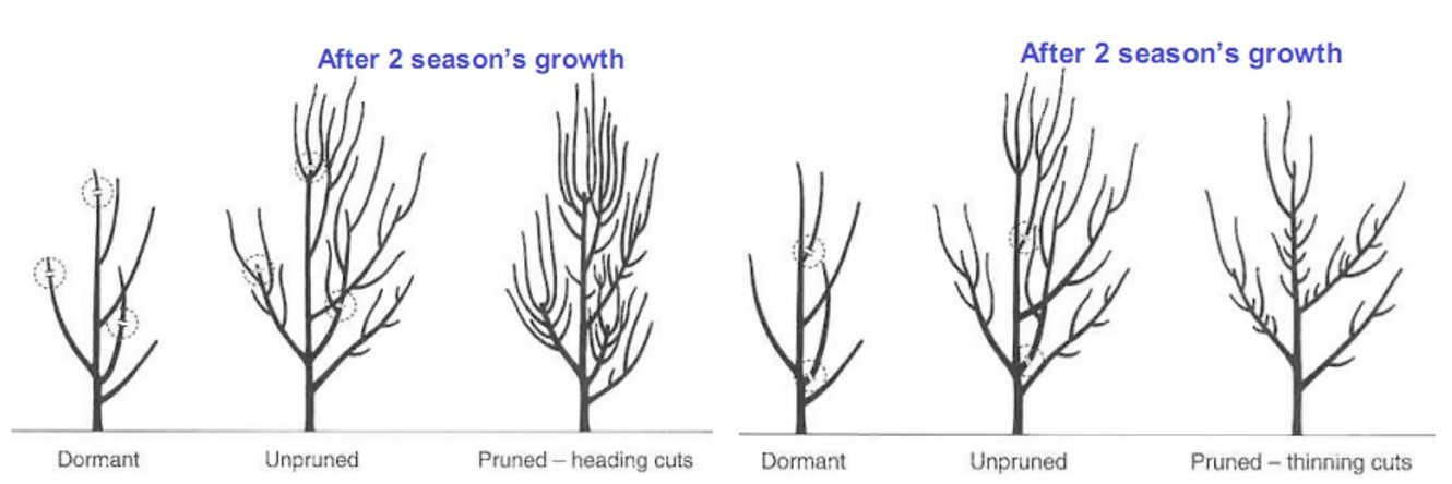 Illustration of apple tree growth.