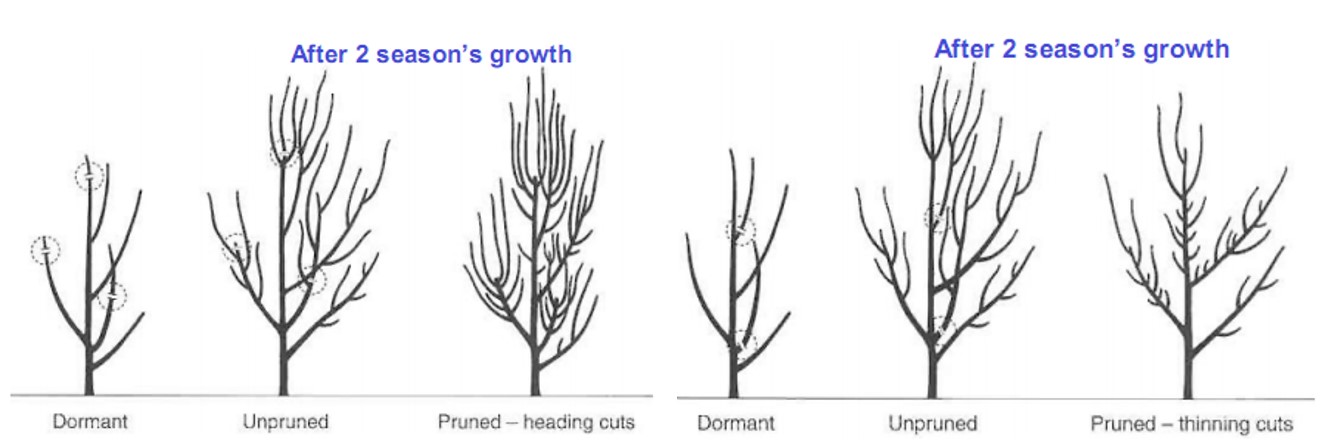 Managing tree height and apical dominance in apple orchards - Apples