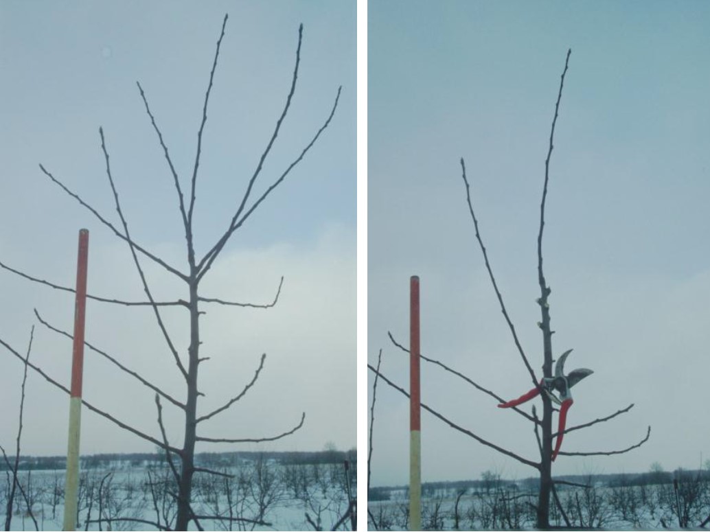 Two photos of the tops of apple trees.