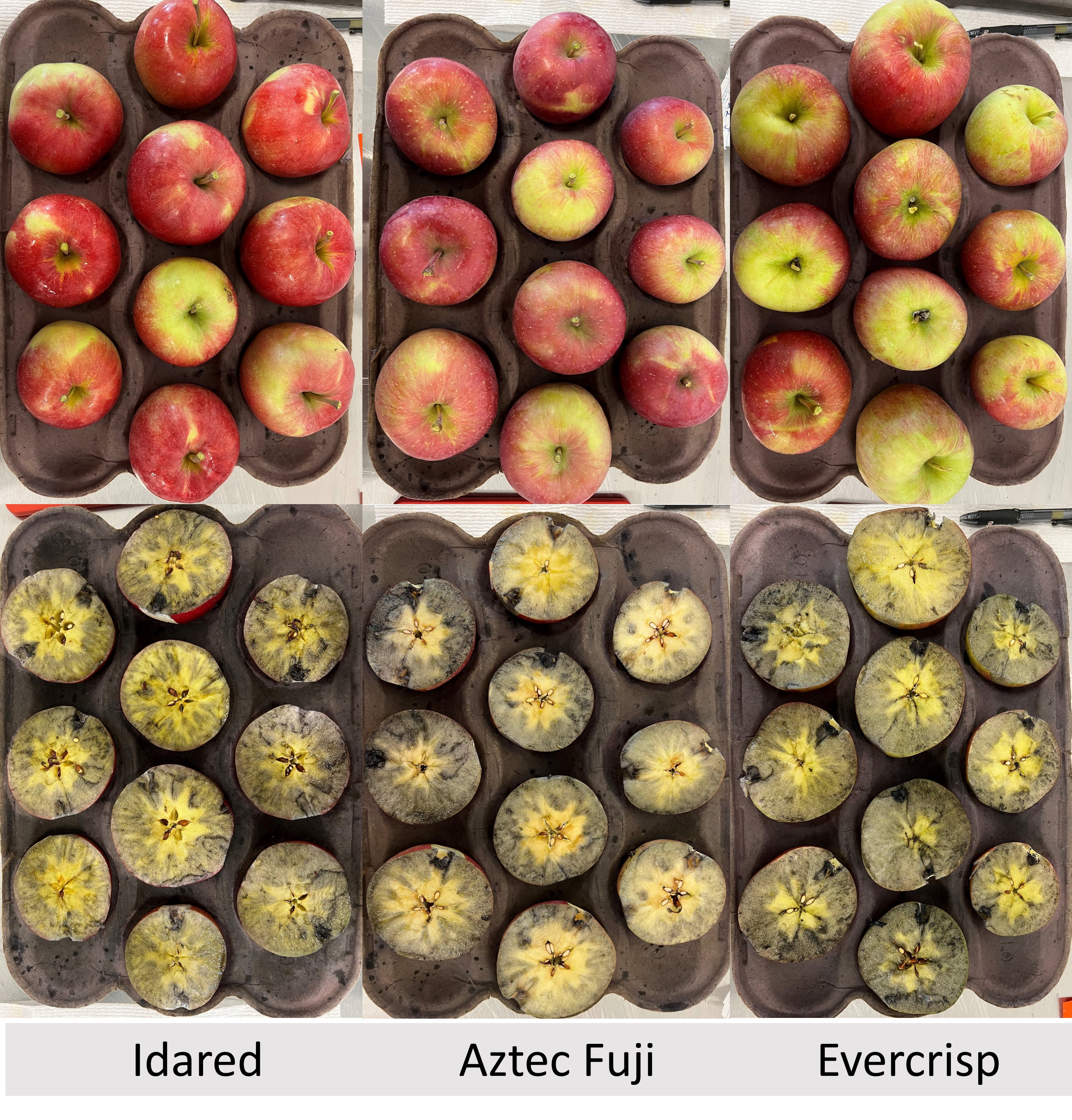 Maturity testing and starch staining of apples.