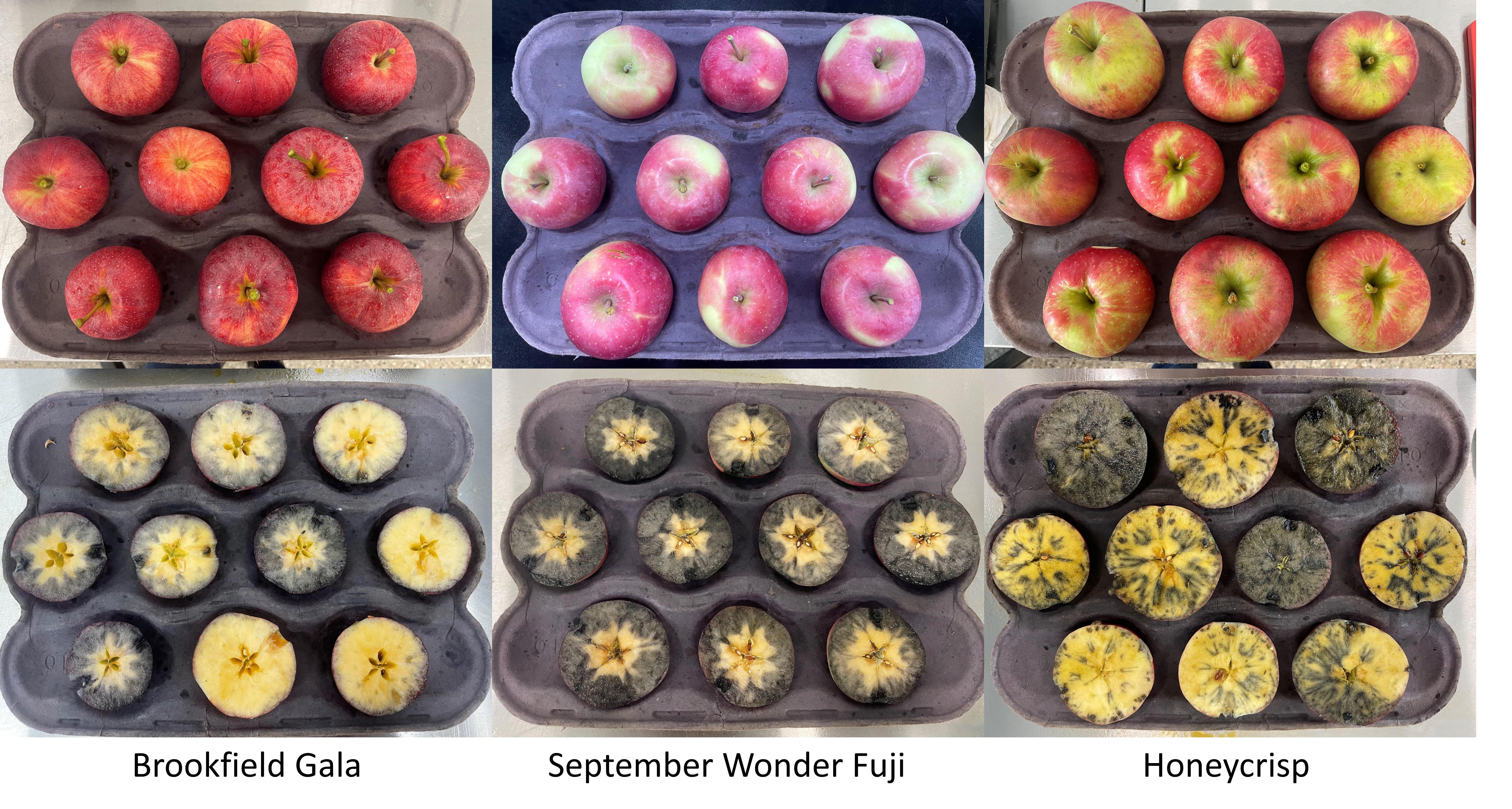 Apple maturity testing and starch staining on several apple varieties.