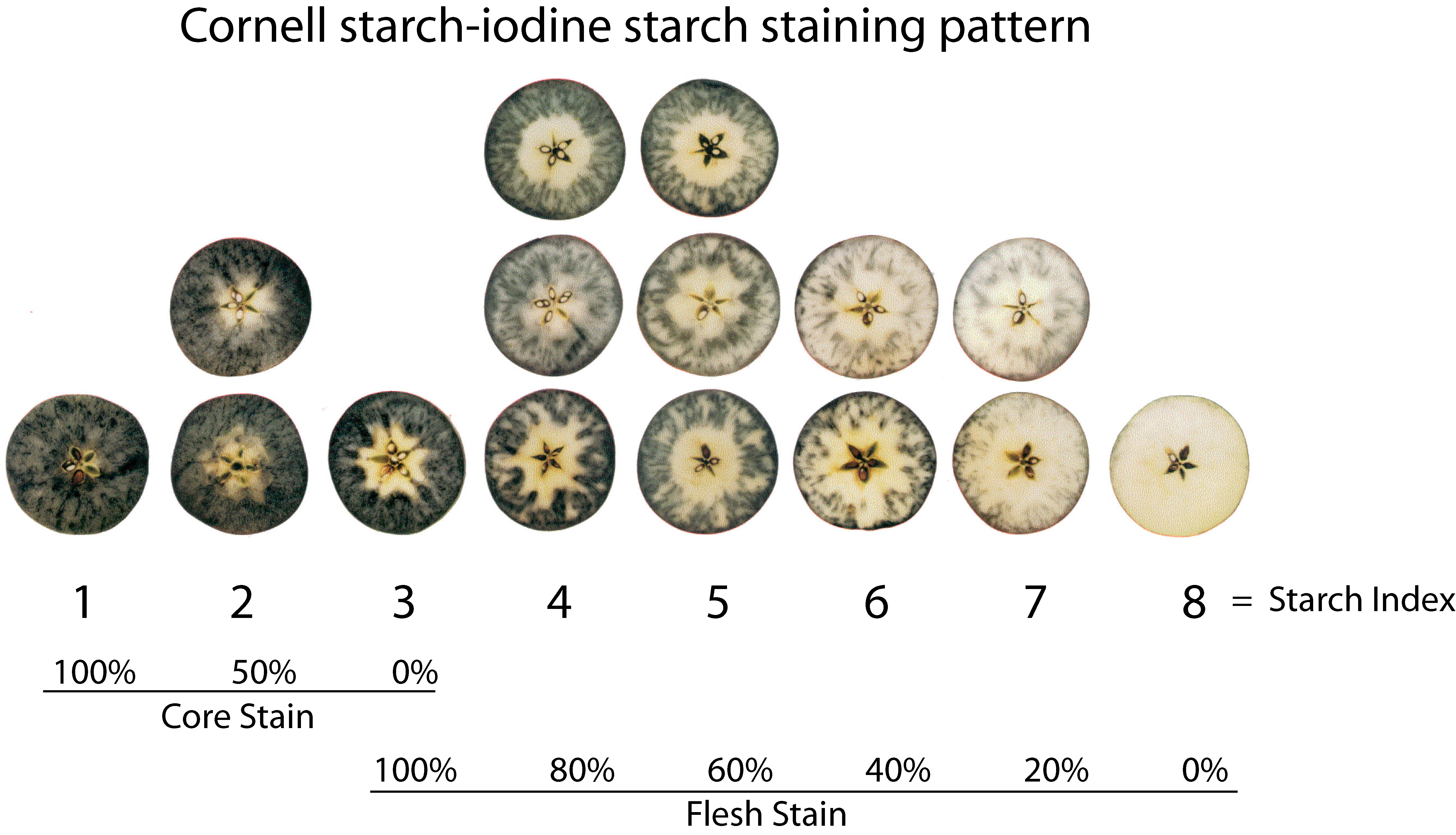 Cornell University starch test rating diagram.