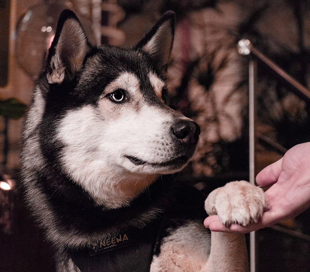 dog and human hand