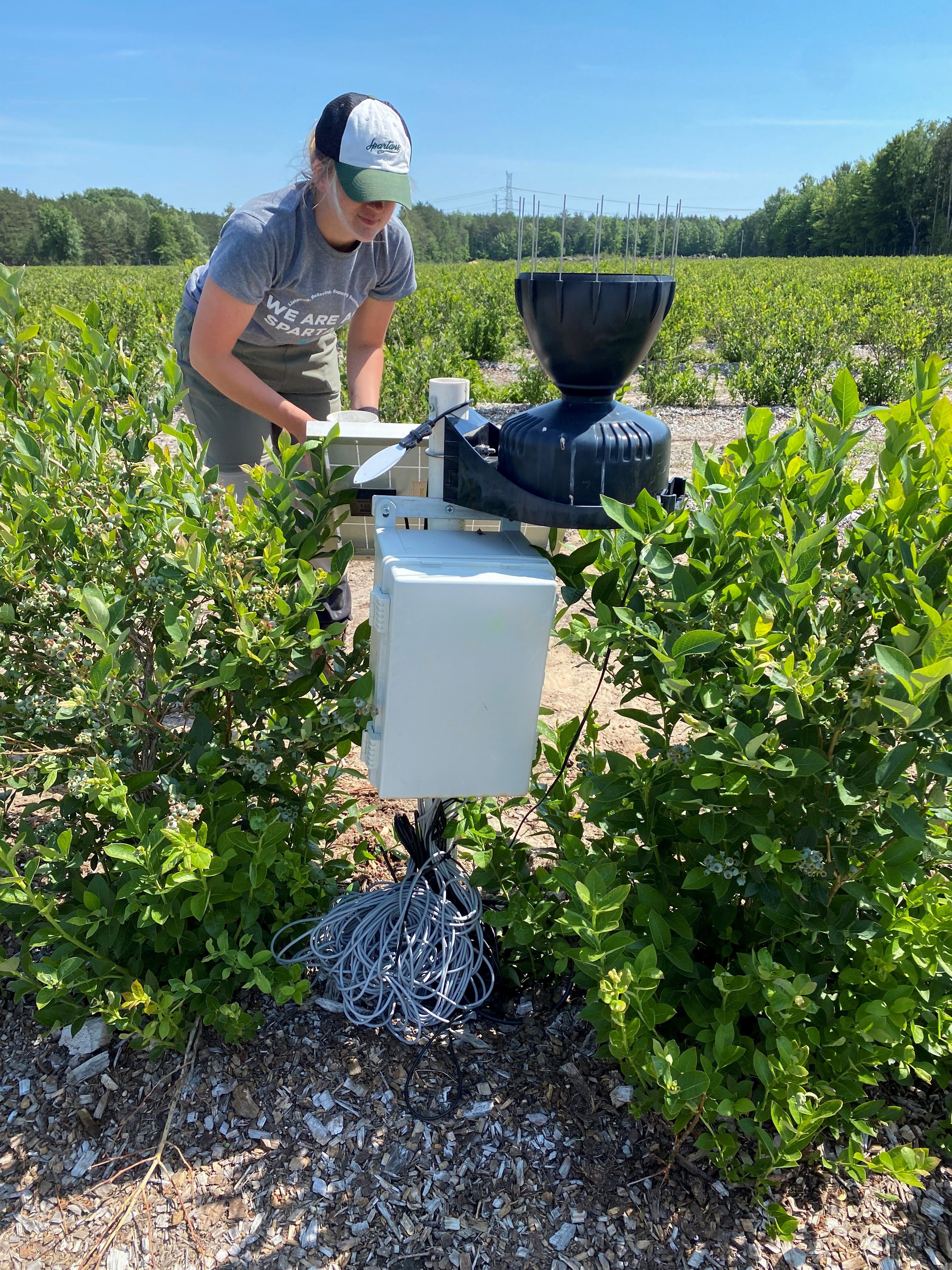 Student using Low-Cost Monitoring System on Blueberry plant