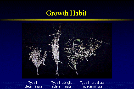 Growth Habit