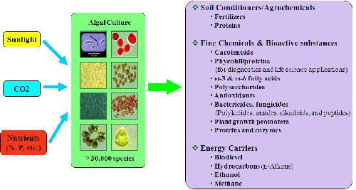 Algae Labelled Diagram