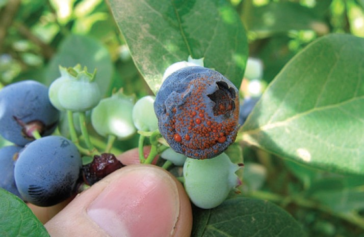 Orange spores on a blueberry.