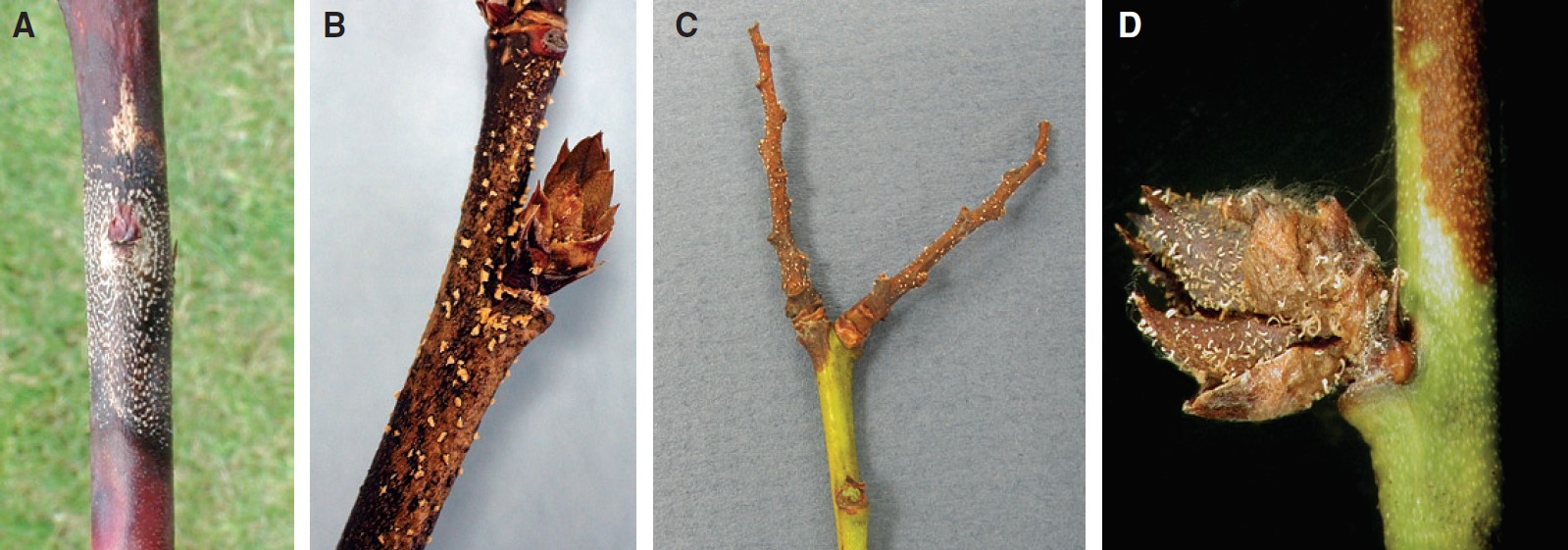 Blueberry stems infected with anthracnose.
